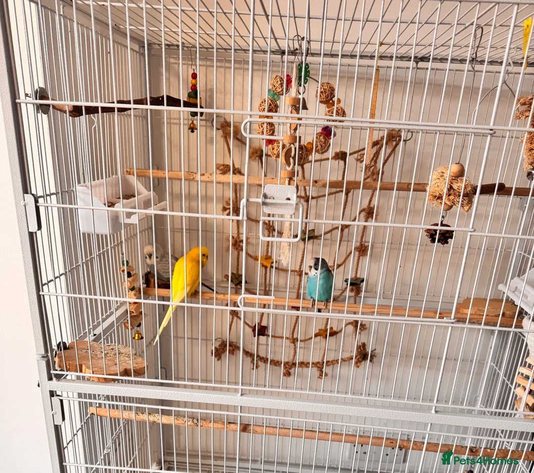 Budgerigars birds for sale:  Friendly Budgies – Bluey, Cip Nibble Large Cage  - Advert 6