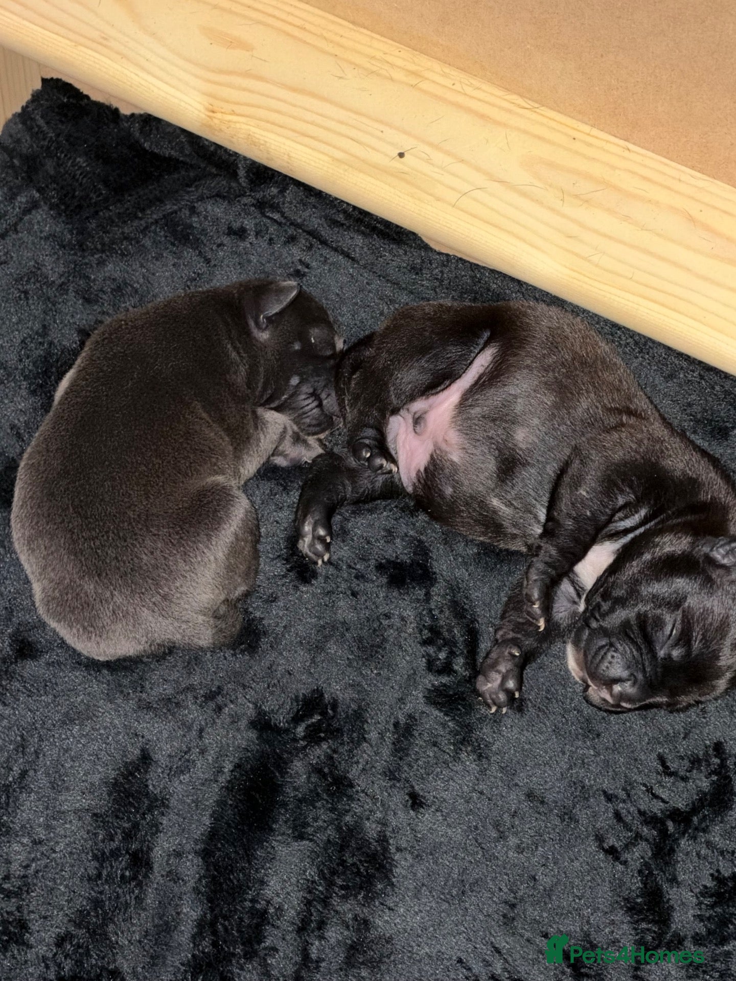 Staffordshire Bull Terrier dogs 2 staff puppies for sale 1 blue 1 black  - Advert 6