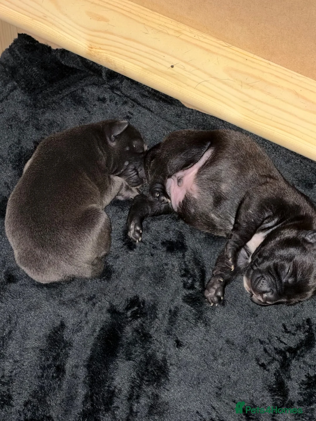 Staffordshire Bull Terrier dogs for sale: 2 staff puppies for sale 1 blue 1 black  - Advert 1