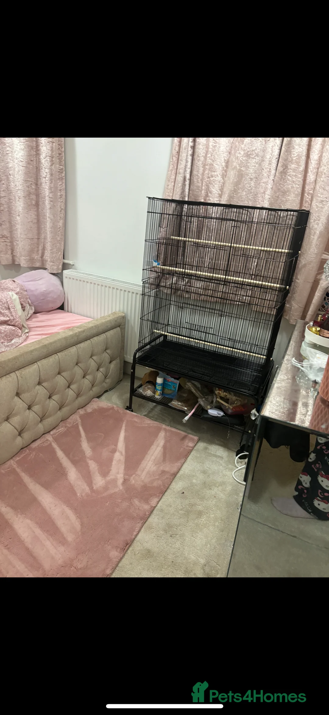 Budgerigars birds for sale: 2 budgies+everything else included  - Advert 3