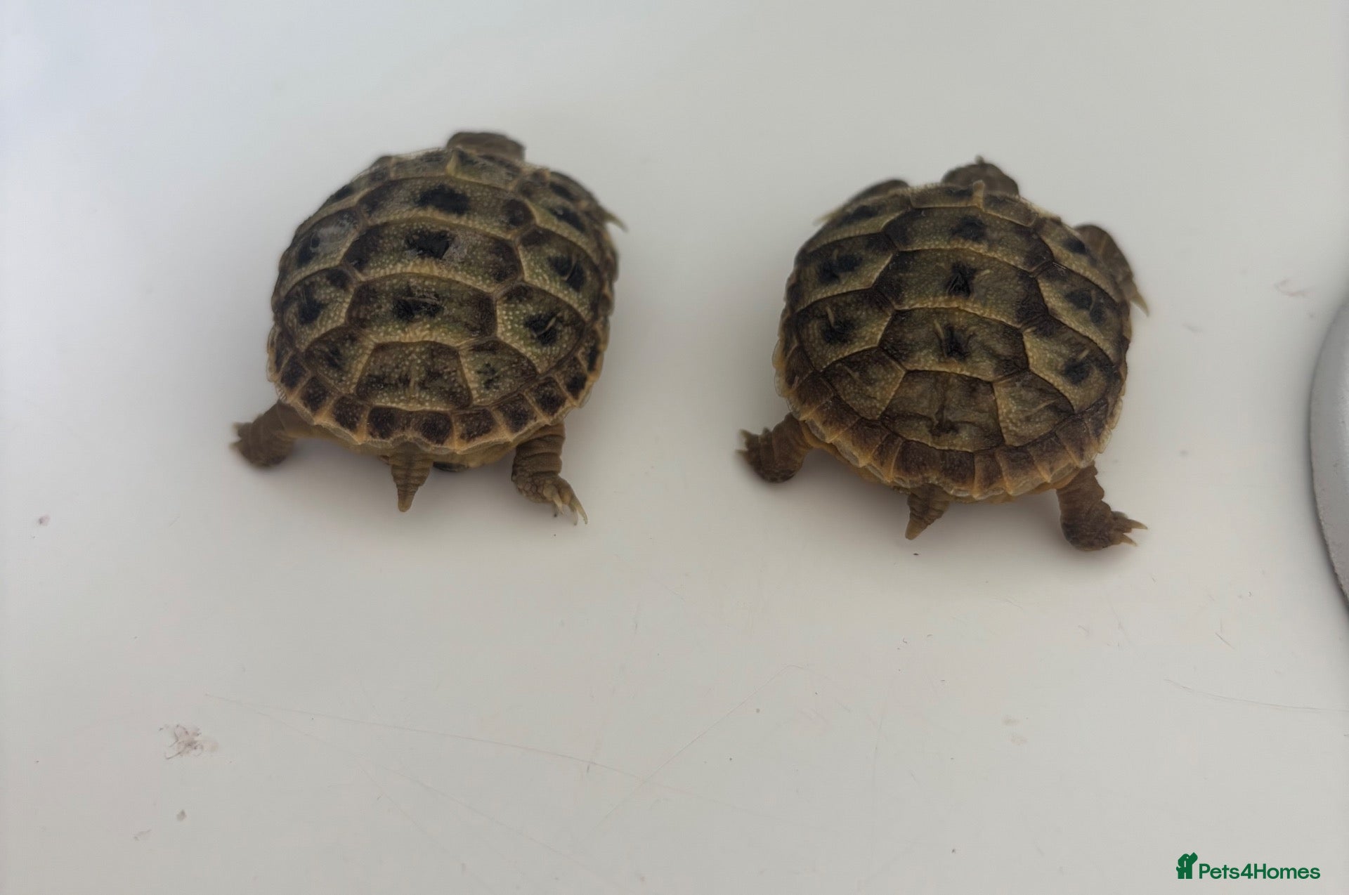 Tortoise reptiles Baby horsefield - Advert 3