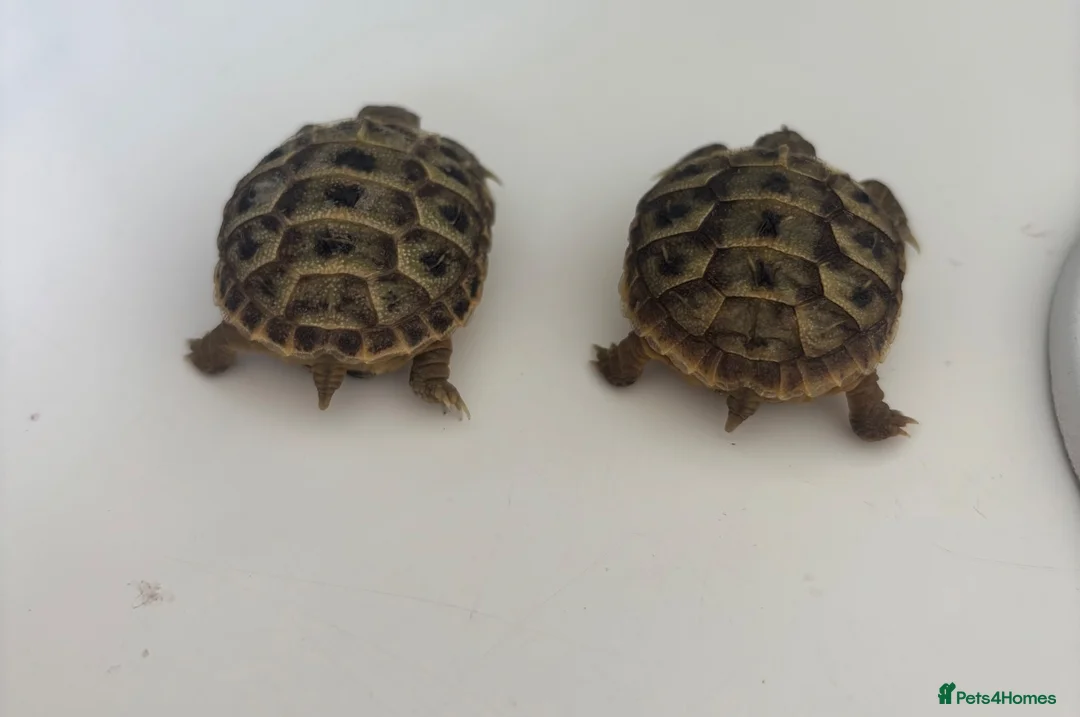 Tortoise reptiles for sale: Baby horsefield - Advert 1