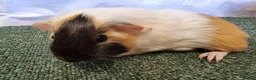 Guinea Pig rodents for sale: Guinea pigs  in Usk - Advert 15