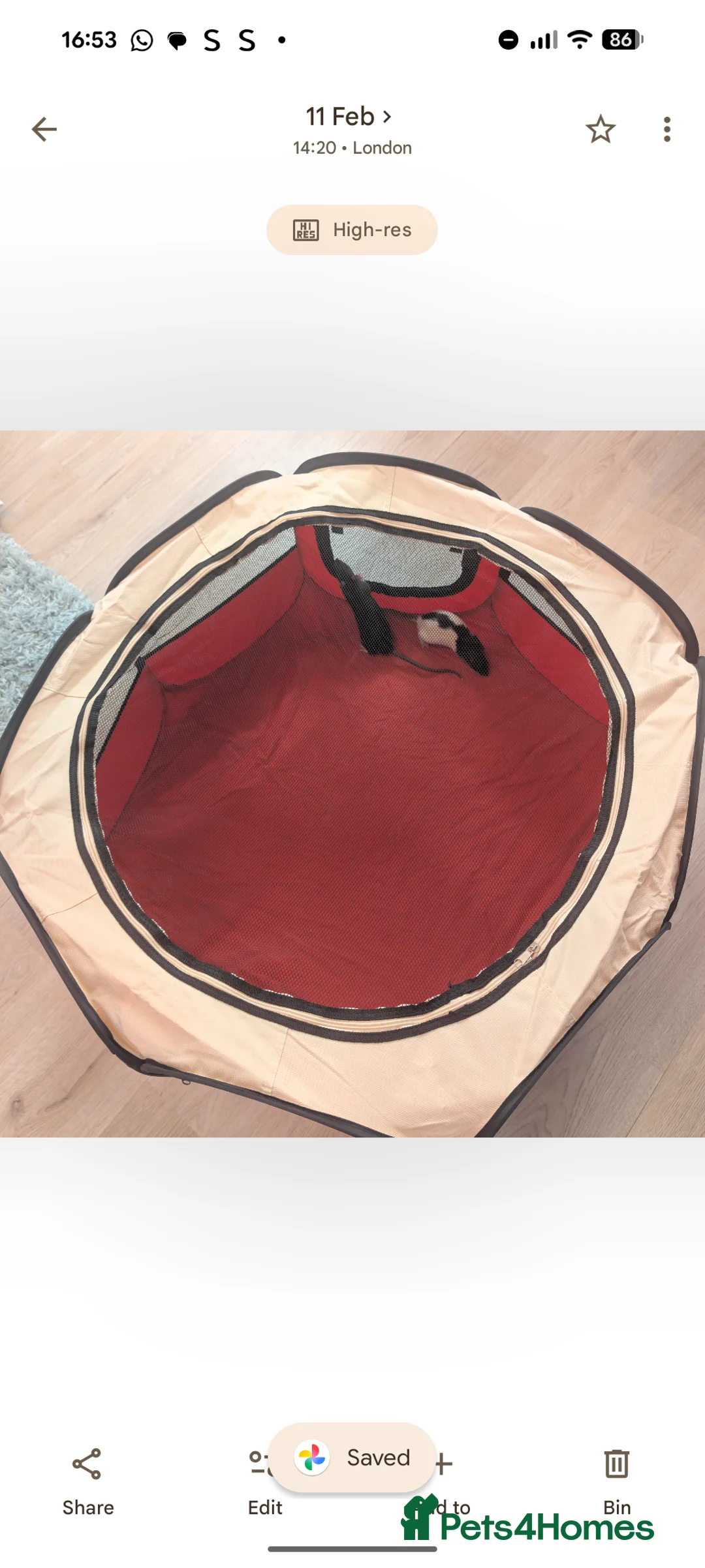 Rat rodents for sale: 2x all black and black and white male Rats in London - Advert 7