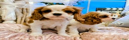 Cavalier King Charles Spaniel dogs for sale: Exquisite Lady KC reg Cavalier King Charles - Advert 9