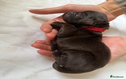 Flat coated Retriever dogs for sale: Flat coat Retriever Puppies for sale - Image 7