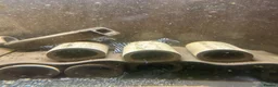 Plecos fish for sale: Zebra plecos  - Advert 8