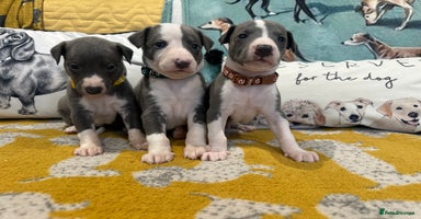 Whippet dogs - Advert 6