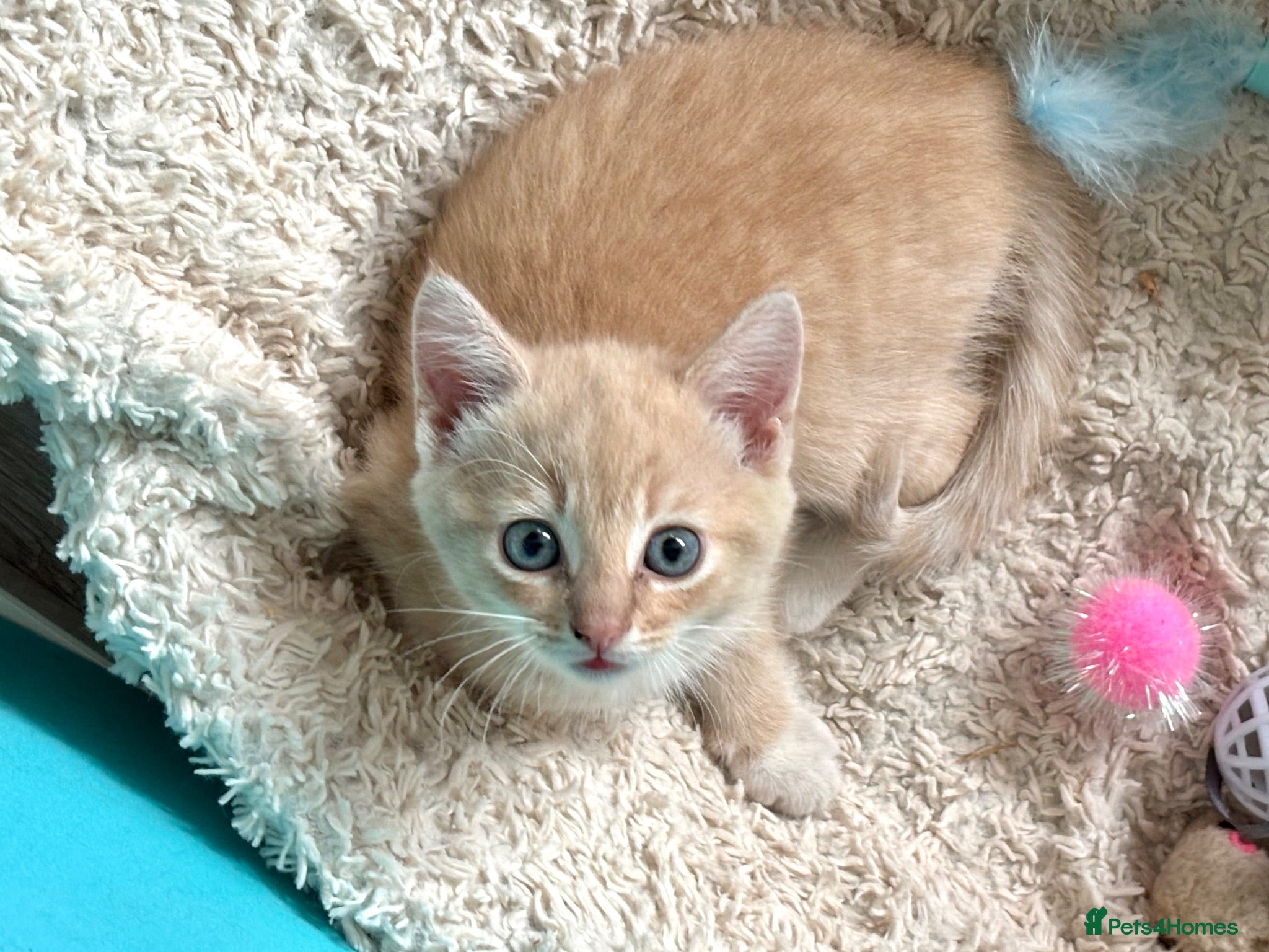 Siberian cats Beautiful Siberian Kittens-3 Boys-Hypoallergenic - Advert 10