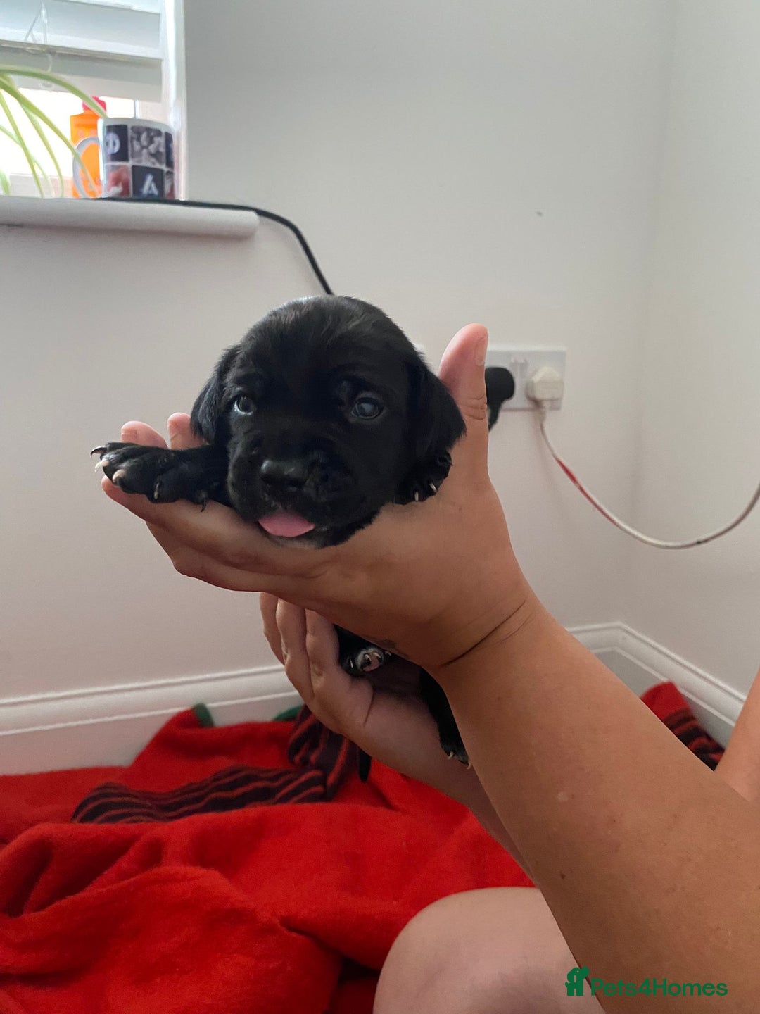 Mixed Breed dogs for sale: corso springer - Image 7