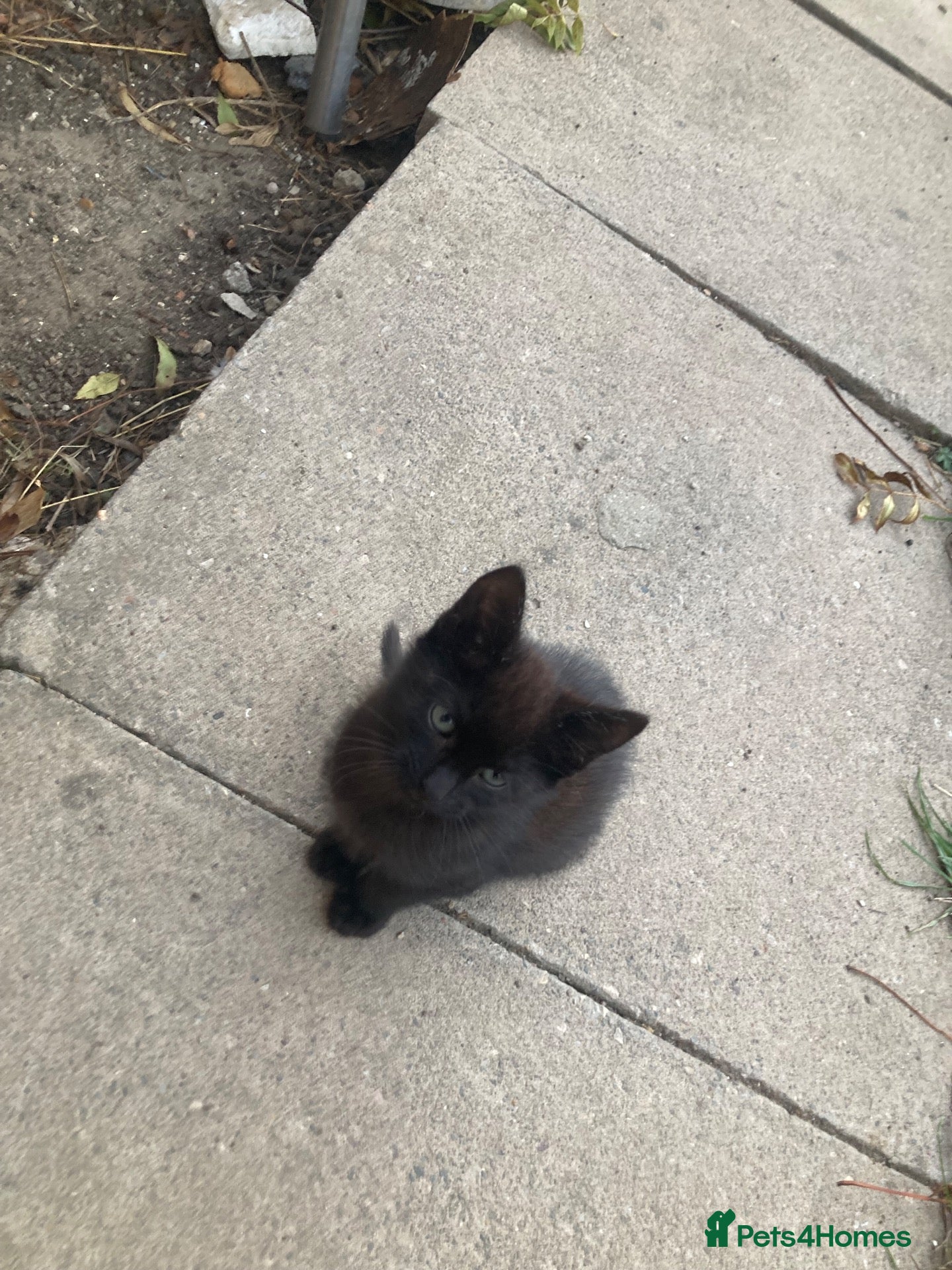 Domestic Shorthair cats 4 beautiful kittens is ready to go  - Advert 5