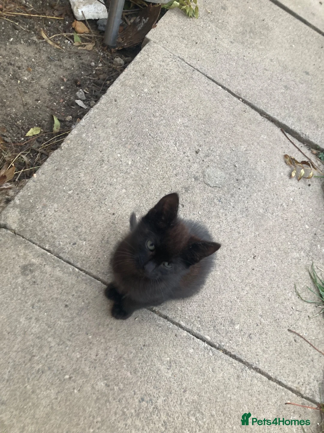 Domestic Shorthair cats for sale: 4 beautiful kittens is ready to go  - Advert 1