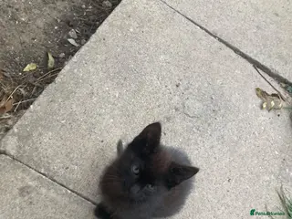 Domestic Shorthair cats 4 beautiful kittens is ready to go - Advert 5