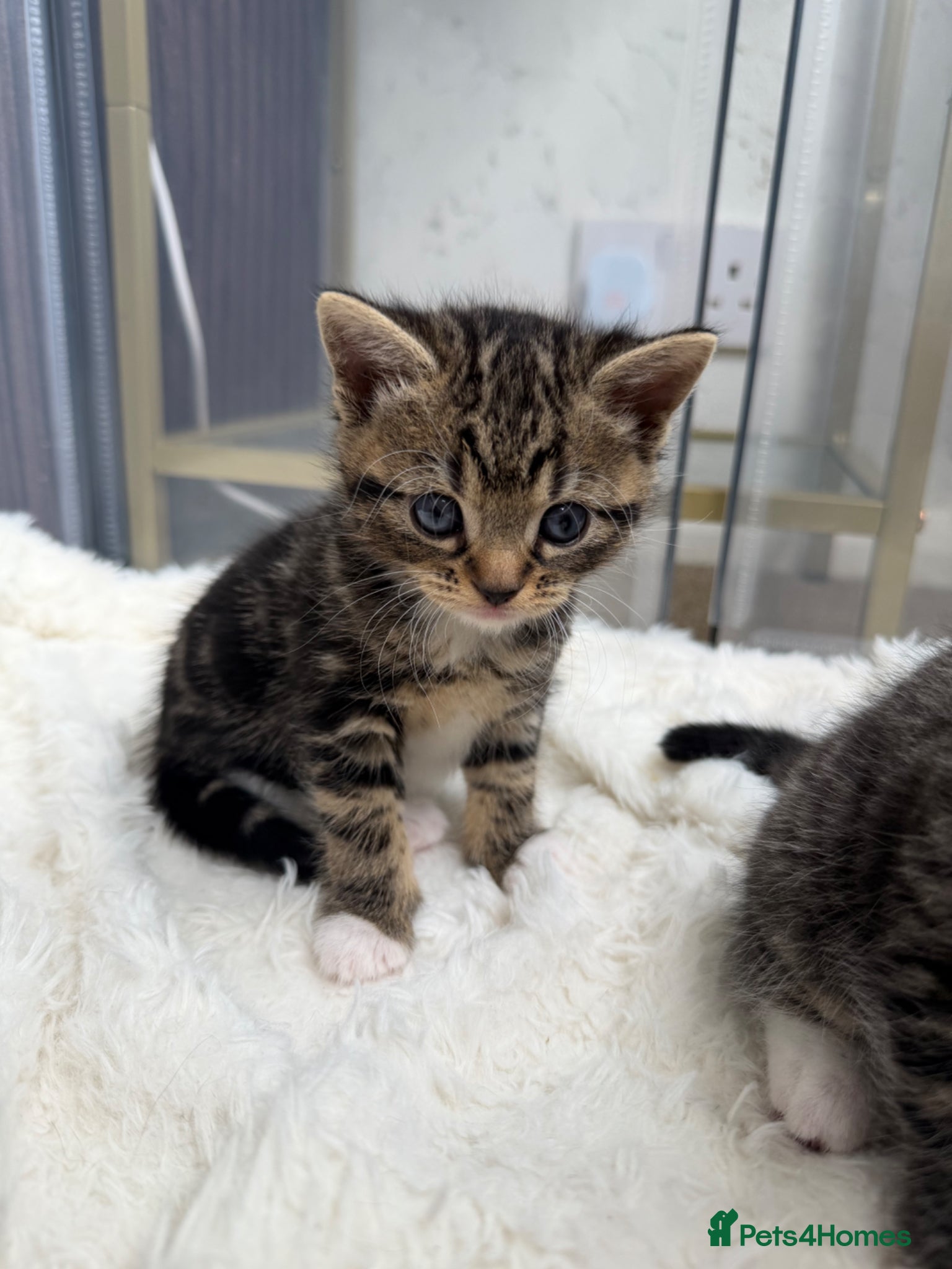 Domestic Shorthair cats for sale: Adorable tabby cats  in Reading - Advert 5