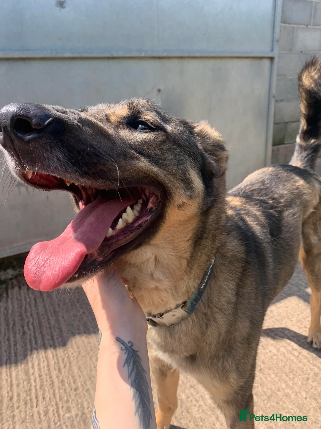 Mixed Breed dogs for adoption: Meet Ozzy, currently residing in Cheshire  in Nantwich - Advert 36