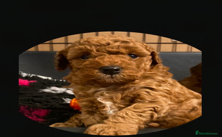 Cockapoo dogs - Advert 3
