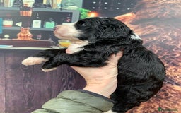 Sheepadoodle dogs for sale: Medium Sheepadoodle Puppies Available  - Image 15