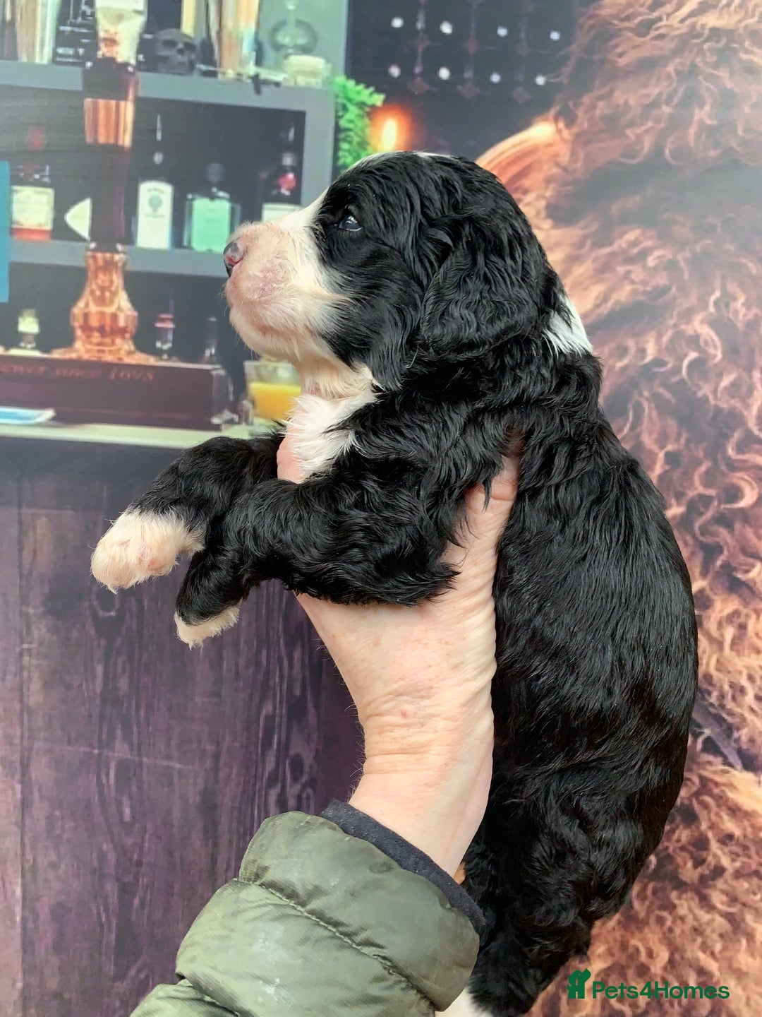 Sheepadoodle dogs for sale: Medium Sheepadoodle Puppies Available  - Image 15