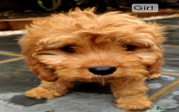 Cavapoo dogs for sale: Toy Cavapoo Puppies Looking for Forever Homes!! - Image 9