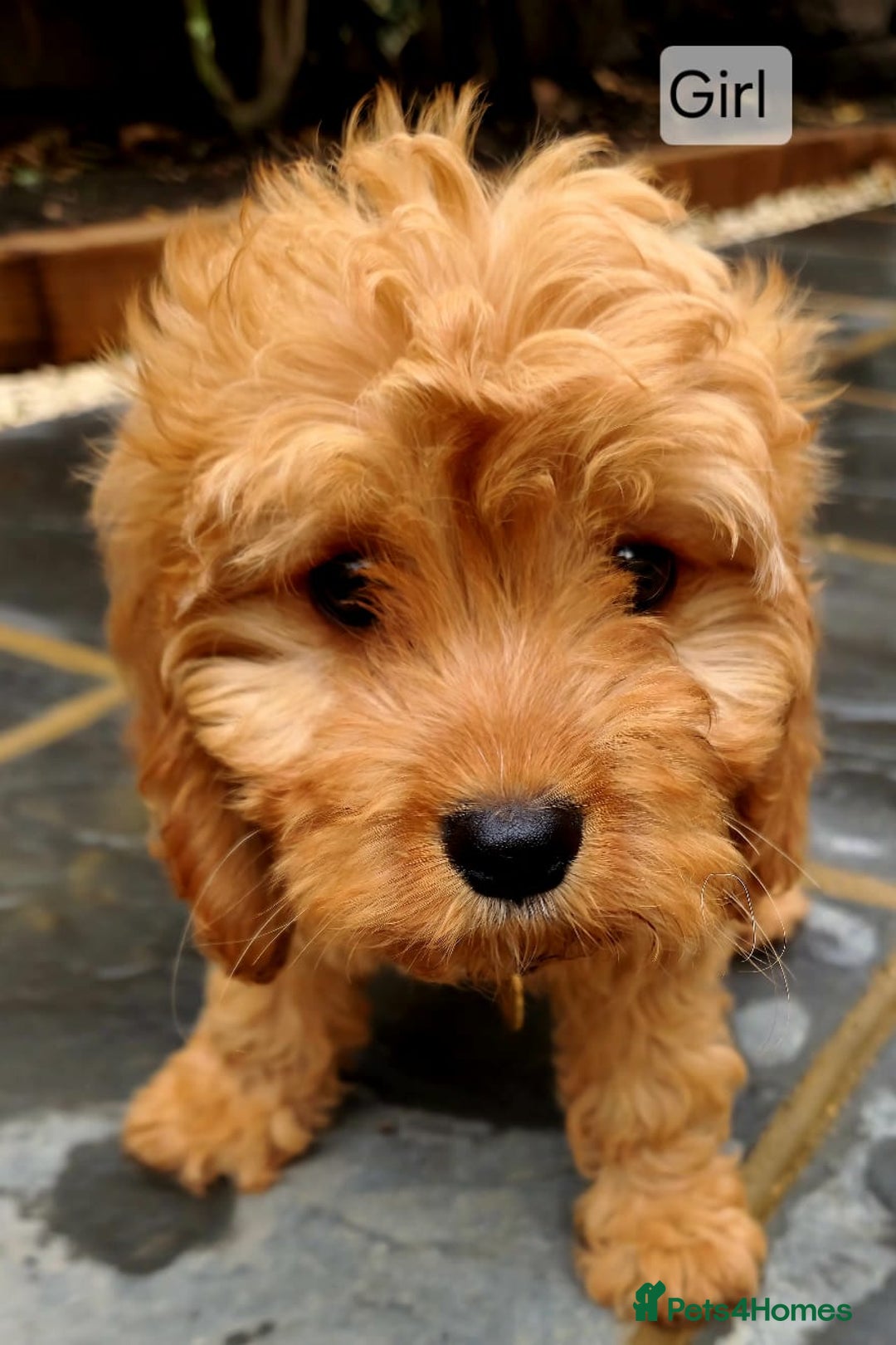 Cavapoo dogs for sale: Toy Cavapoo Puppies Looking for Forever Homes!! - Image 9
