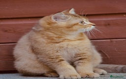 British Shorthair cats for sale: Last kitten left: TICA Golden Black Shaded BSH - Image 9