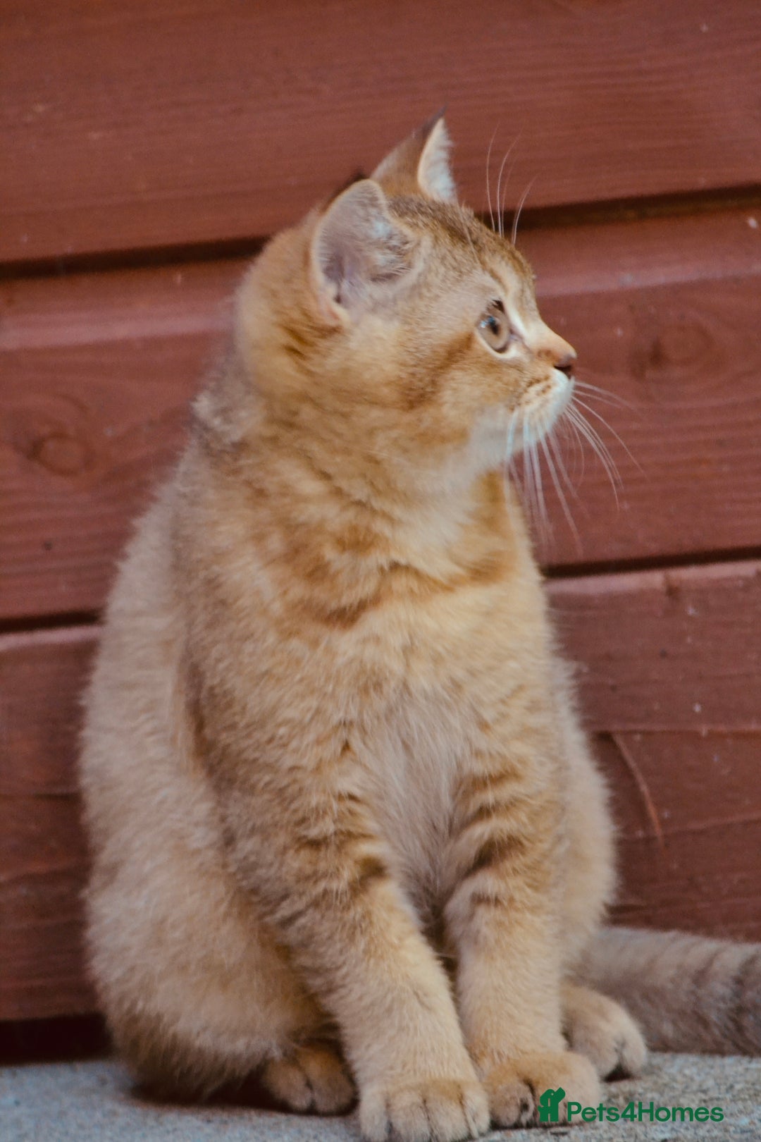 British Shorthair cats for sale: Last kitten left: TICA Golden Black Shaded BSH - Image 9