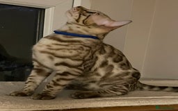 Bengal cats for sale:  Beautiful Bengal ready to reserve - Image 11