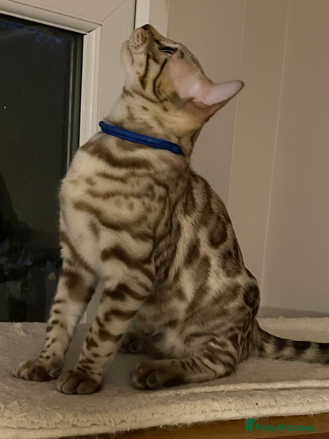Bengal cats for sale:  Beautiful Bengal ready to reserve - Image 11