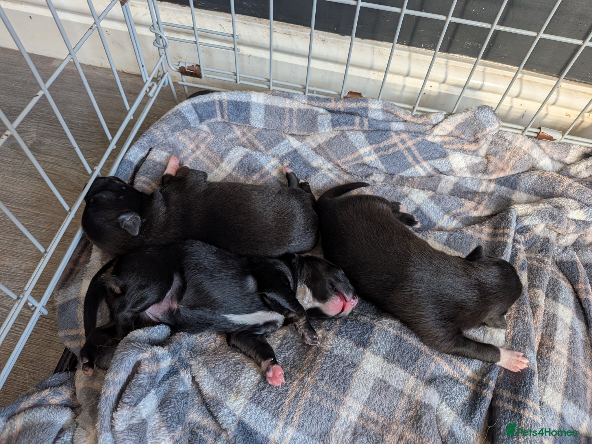 Mixed Breed dogs for sale: Two puppies  in Chorley - Advert 3