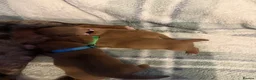 Miniature Dachshund dogs for sale: 3 beautiful miniature dachshund puppies  in Hull - Advert 6
