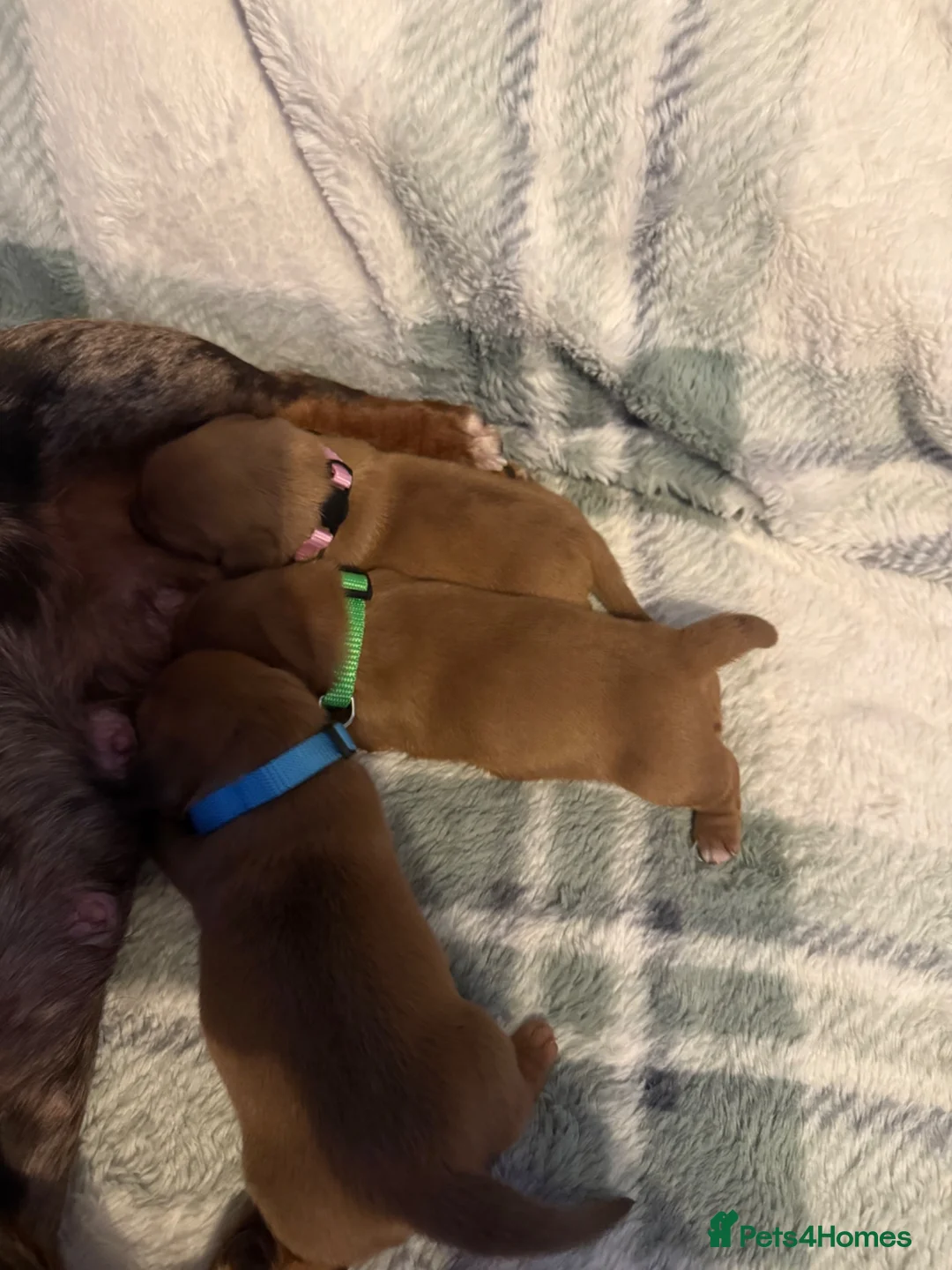 Miniature Dachshund dogs for sale: 3 beautiful miniature dachshund puppies  in Hull - Advert 6