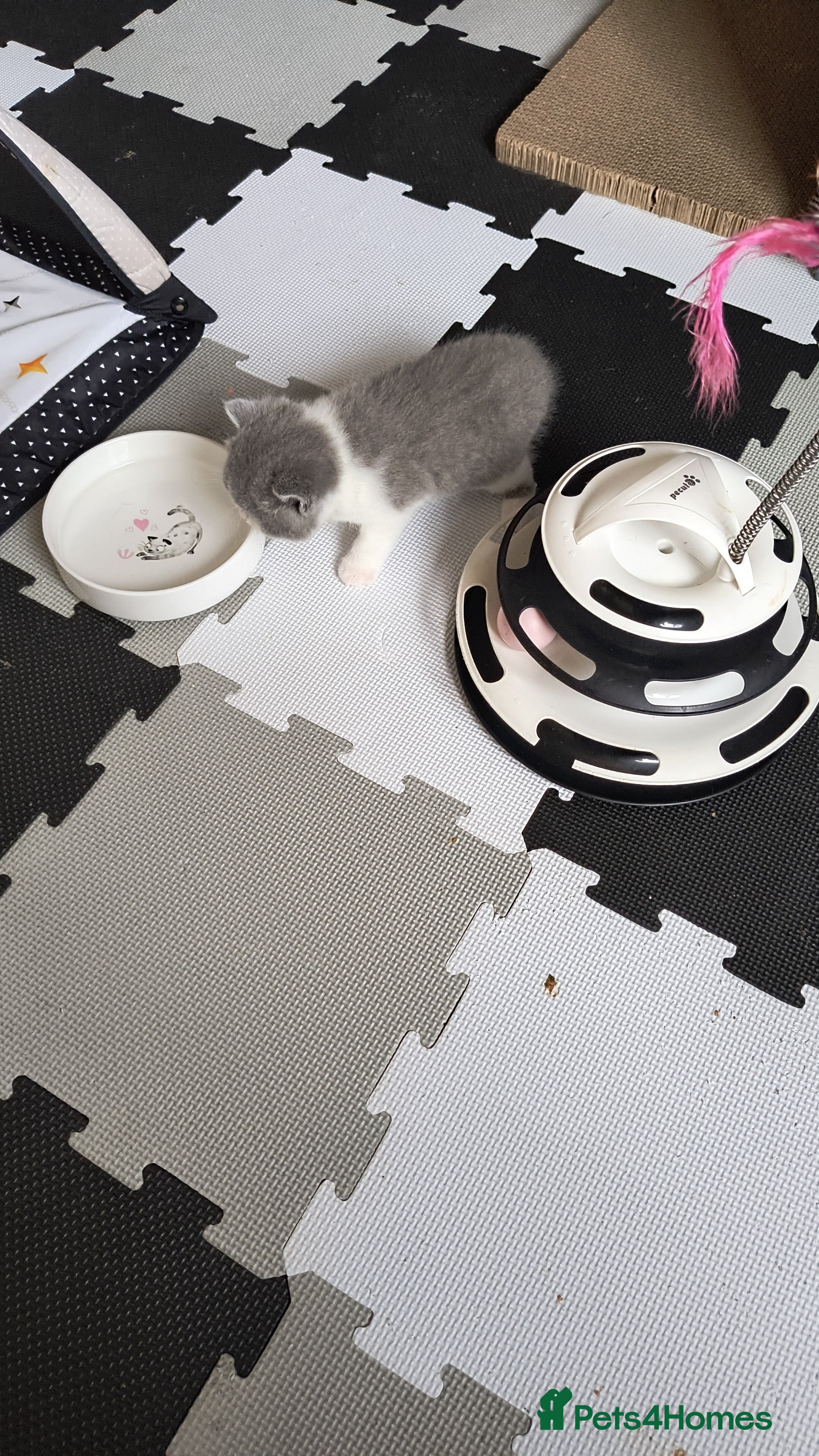 British Shorthair cats Gccf registered.Superb. Outstanding champions line - Advert 2