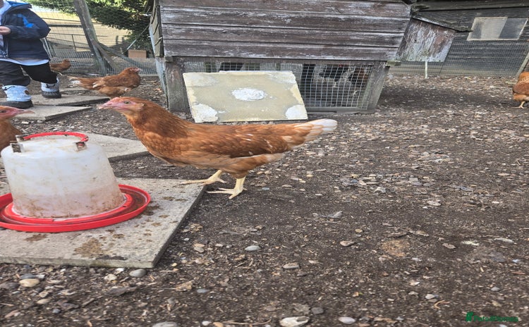 Chickens poultry - Advert 15