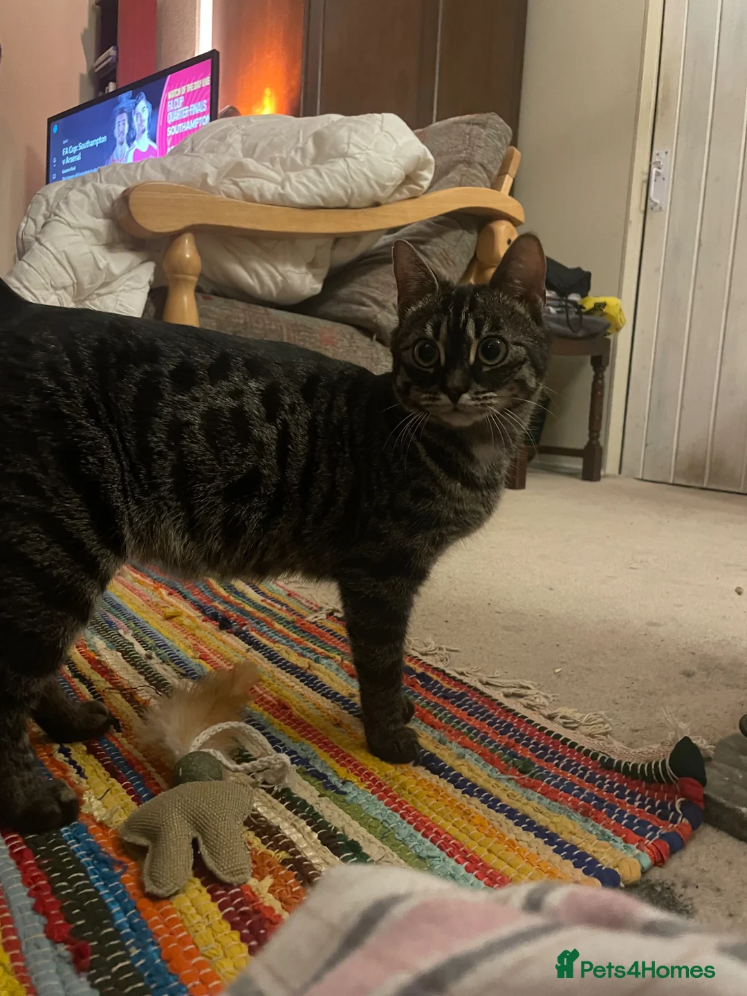 Mixed Breed cats for sale: Bengal and Russian Blue Mixed Kittens in Llangefni - Advert 25