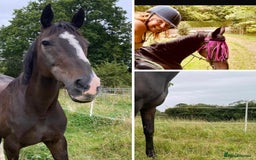 Irish Thoroughbred horses for sale: 16H TB Mare ex Racer excellent manners 16 years  - Image 10