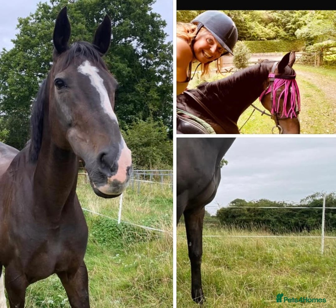 Irish Thoroughbred horses for sale: 16H TB Mare ex Racer excellent manners 16 years  - Image 10