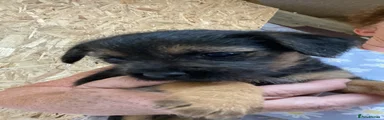 Border Terrier 1