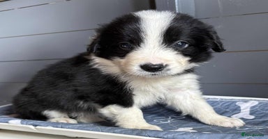 Border Collie dogs - Advert 16