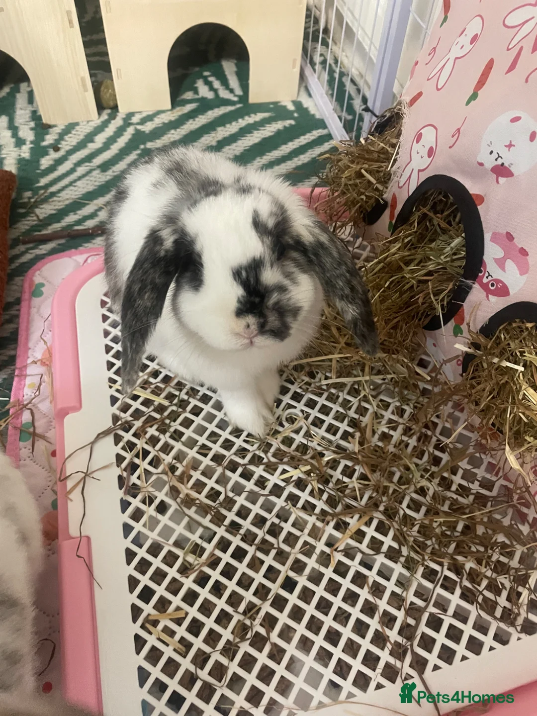 English Lop rabbits for sale: English Lop (For Good Home) in Ashington - Advert 1