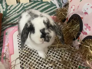 English Lop rabbits English Lop (For Good Home) - Advert 18