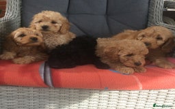 Cockapoo dogs for sale: gorgeous mixed litter of cockapoos  - Image 2