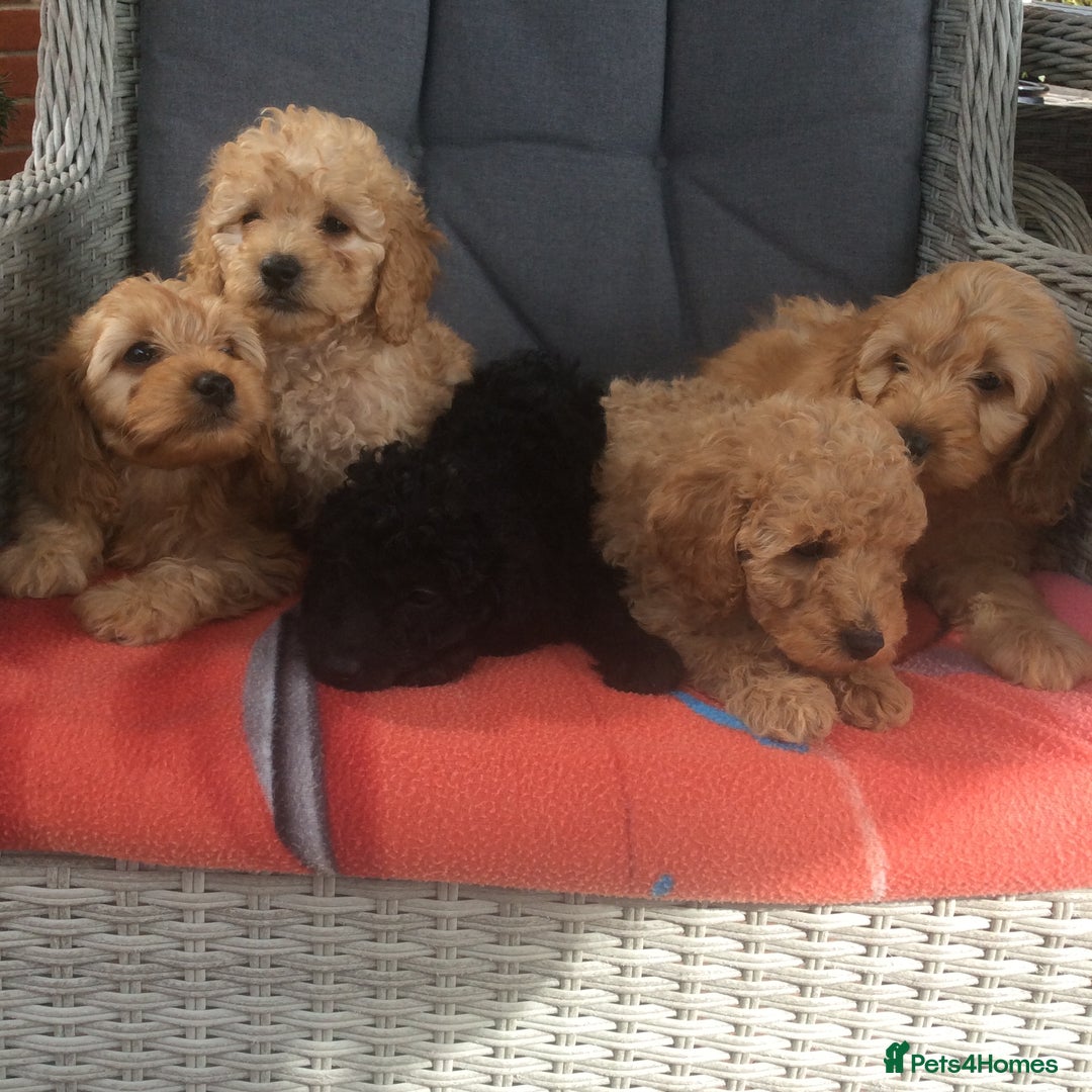 Cockapoo dogs for sale: gorgeous mixed litter of cockapoos  - Image 2