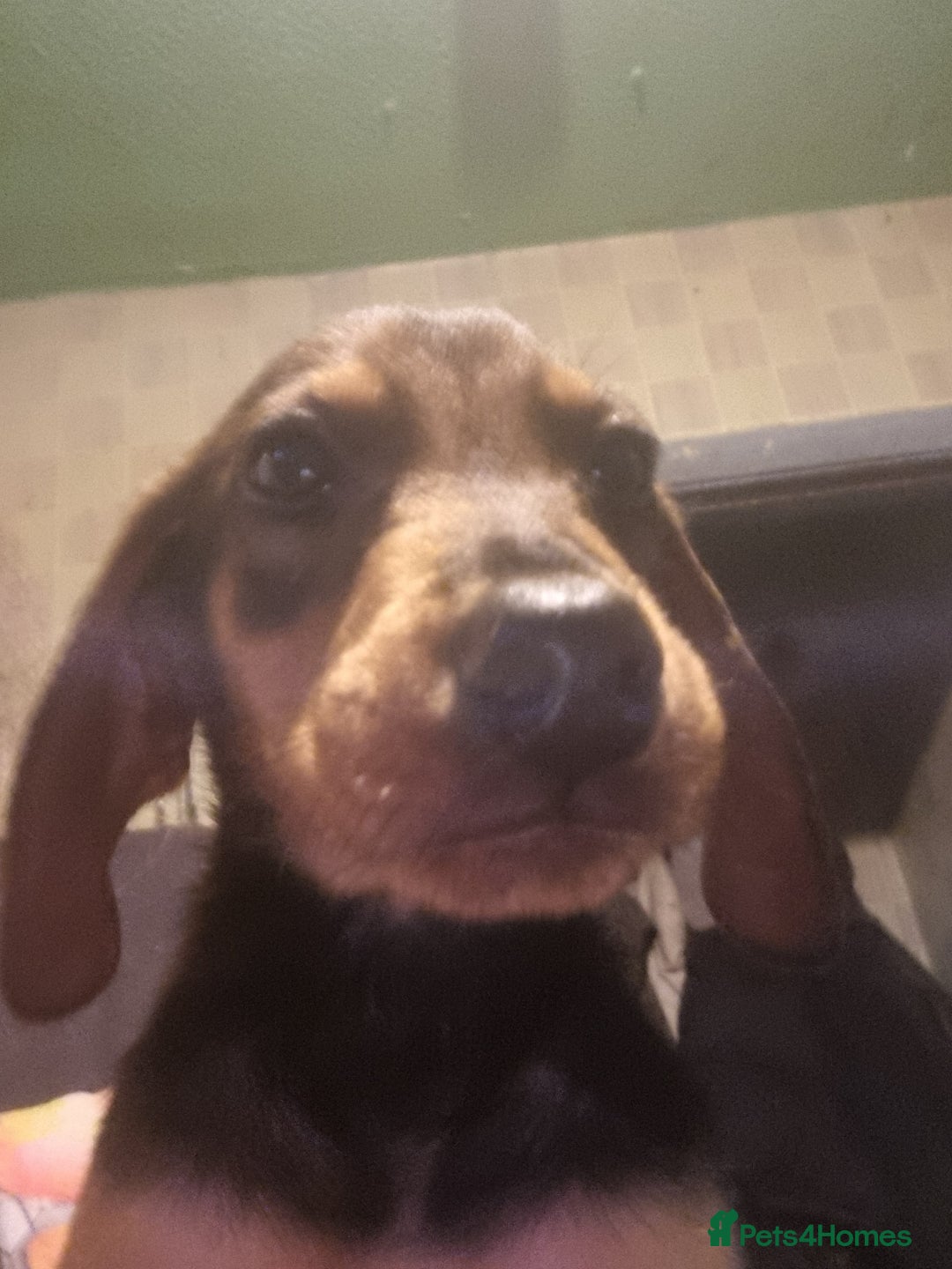 Mixed Breed dogs for sale: Doberman X Labrador puppies  - Image 2