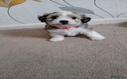 Mixed Breed dogs for sale: Adorable puppies  - Image 5