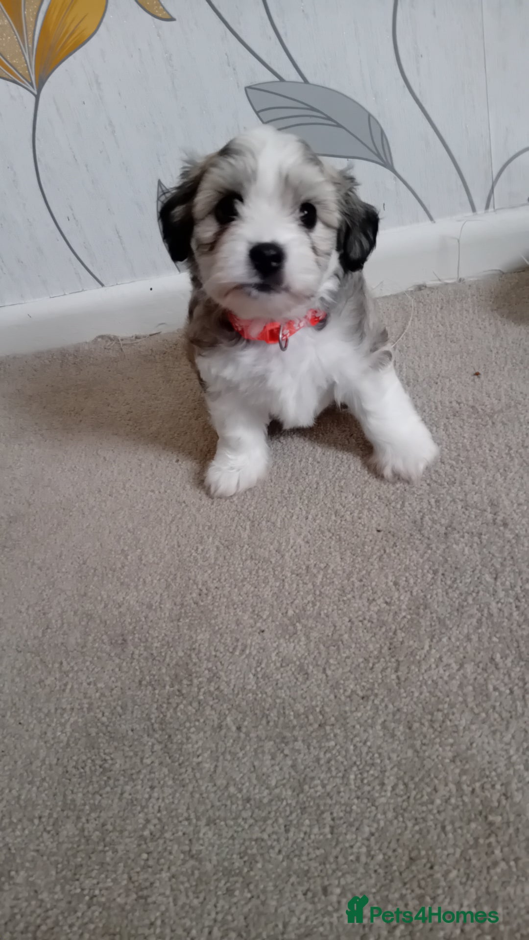 Mixed Breed dogs for sale: Adorable puppies  - Image 5