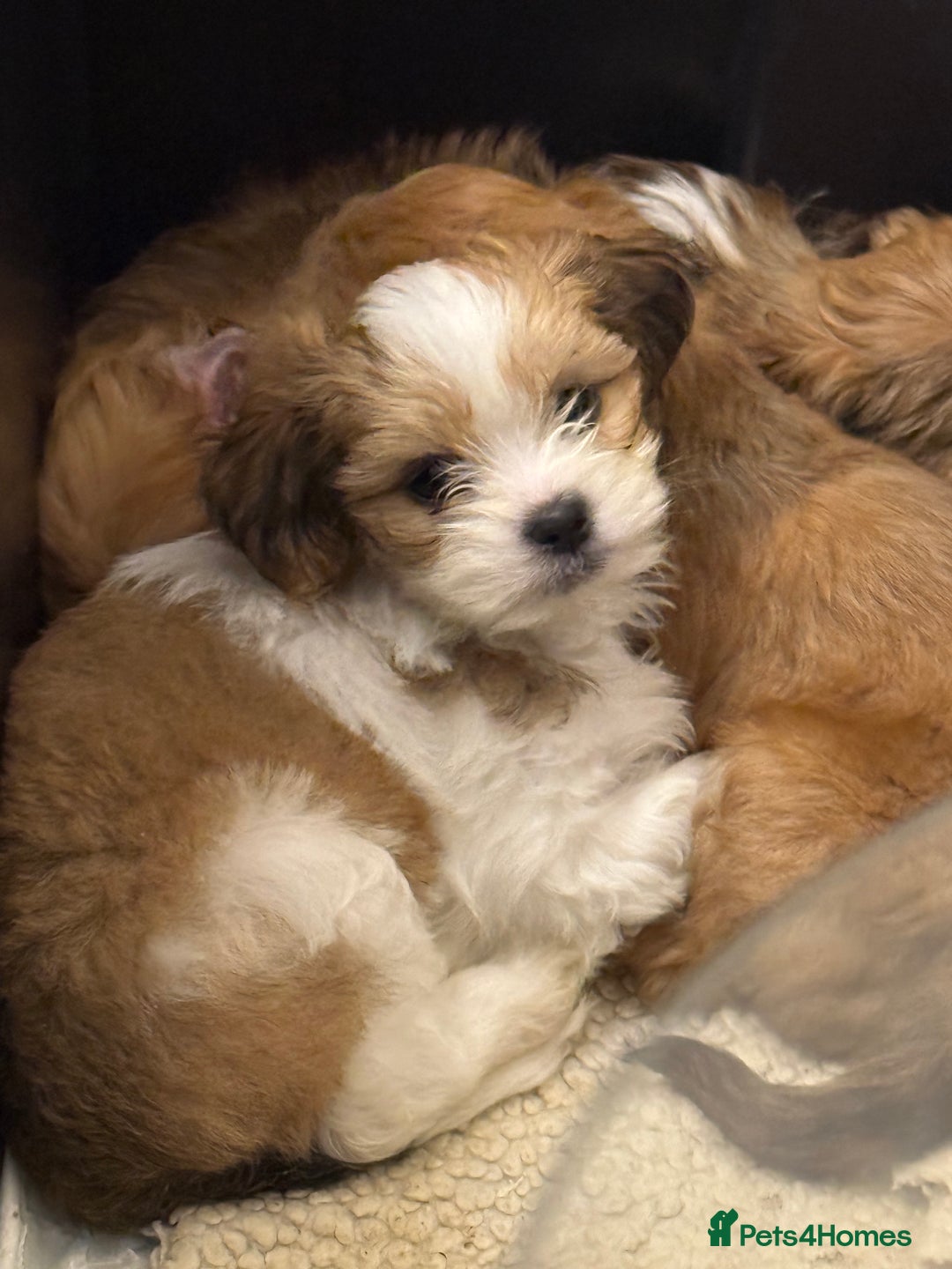 Lhasa Apso dogs for sale: Beautiful Lhasa apso pups - Advert 3