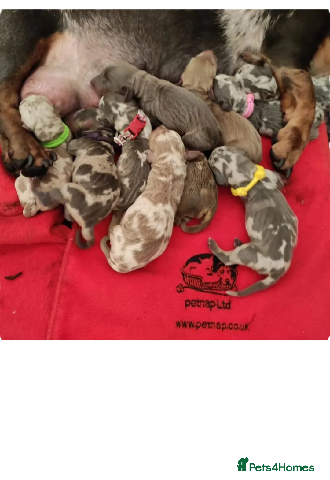 Miniature Dachshund dogs for stud: Daschund Stud KC Prince ♥️ in Liverpool - Advert 7