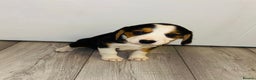 Beagle dogs for sale: Beagle Puppies - Advert 3