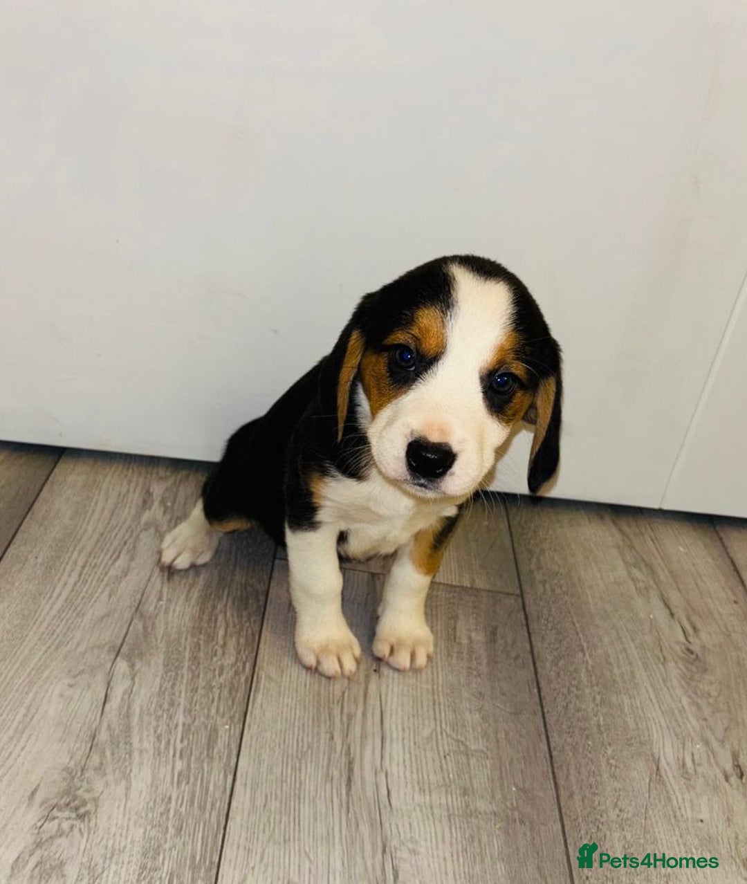 Beagle dogs for sale: Beagle Puppies - Advert 3
