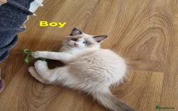 Ragdoll cats for sale: Bicolour ragdoll kittens  - Image 7